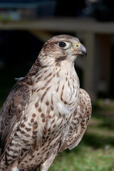 Falcon eats raw meat outdoors, portrait close-up