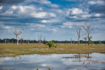 Scenery view of the lake with dead trees around Neak Poan