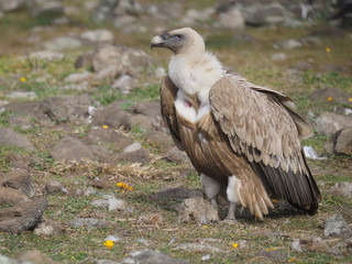 Griffon vulture, Gyps fulvus