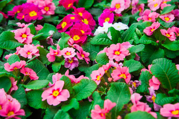 Garden greenhouse. Agribusiness