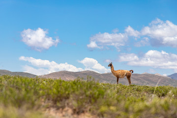 Guanaco a la vista