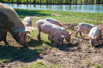 Pig farm. Pigs in field