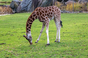 Girage au zoo de Granby, Québec Canada