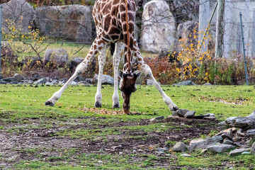 Girage au zoo de Granby, Québec Canada