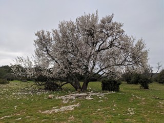 Amandier en fleur dans un champ au printemps dans la région du sud est de la france, vaucluse,...