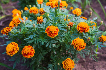 Colorful flowers grow in the city park