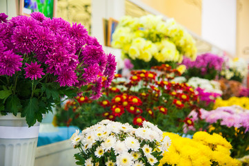 Colorful Chrysanthemum for sale