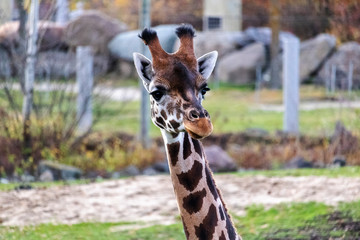 Girage au zoo de Granby, Québec Canada