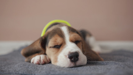 Sleepy sweet hound beagle lying down rest on chin on the floor at home. Close-up portrait of a...