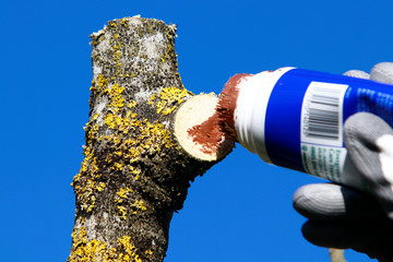 Pose d'un cicatrisant sur une branche d'arbre coupée