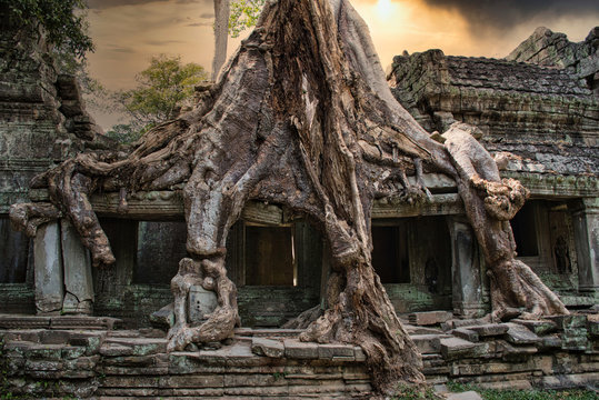 Tetrameles nudiflora is the famous spung tree growing in the Preah Khan Temple ruins in Cambodia
