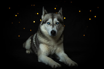 portrait of siberian husky © Michal