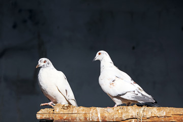 The pigeons are resting.
