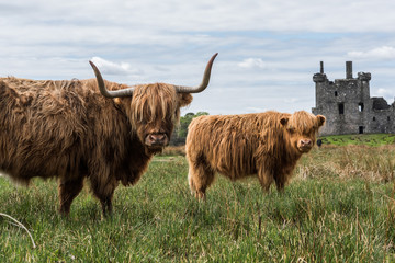 Highland cattle and castle