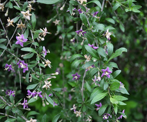 Flowering Lycium barbarum
