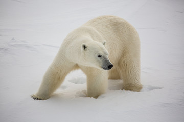 Female polar bear hunting on sea ice threatened by climate change 