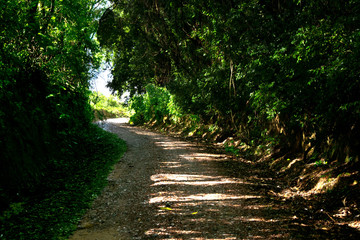 Naklejka premium path in forest