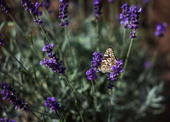 butterflies on flowers in summer