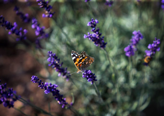 butterflies on flowers in summer