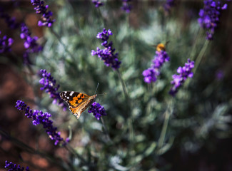 butterflies on flowers in summer