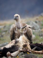Griffon vulture, Gyps fulvus