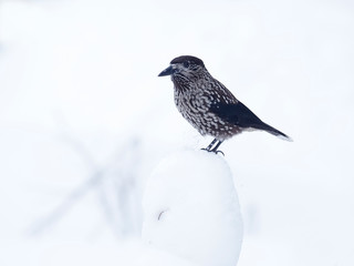 Spotted nutcracker, Nucifraga caryocatactes