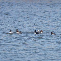 Male and female common goldeneye on the water. The common goldeneye (Bucephala clangula) is a medium-sized sea duck. 