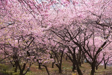 Fototapeta premium Early blooming cherry blossoms blooming in February. Called Kawazu Zakura in Japan.