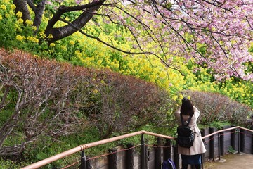 Early blooming cherry blossoms blooming in February. Called Kawazu Zakura in Japan.