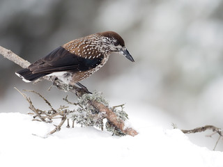 Spotted nutcracker, Nucifraga caryocatactes