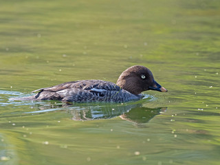 Male and female common goldeneye on the water. The common goldeneye (Bucephala clangula) is a medium-sized sea duck. 