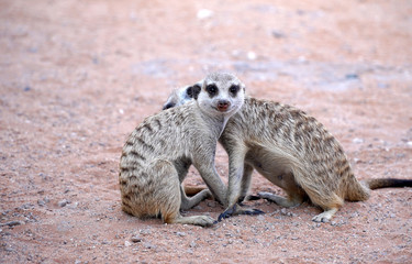 Fototapeta premium Cute Meerkat in South African park in Kalahari desert