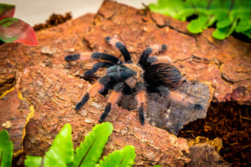 Colorful hairy tarantula Brachypelma emilia