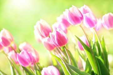 Spring blossoming tulips in garden, springtime pink flowers field background, pastel and soft floral card, selective focus, shallow DOF, toned	