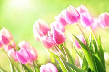 Fotobehang Spring blossoming tulips in garden, springtime pink flowers field background, pastel and soft floral card, selective focus, shallow DOF, toned  © ulada