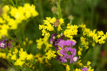 Obraz premium Limonium (Plumbaginaceae) - small yellow and lilac flowers limonium grow and bloom in summer in the garden, stink insect on a flower. Background