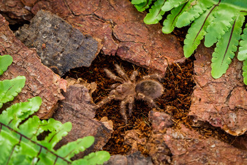 Fototapeta na wymiar Colorful hairy tarantula Grammostola pulchripes
