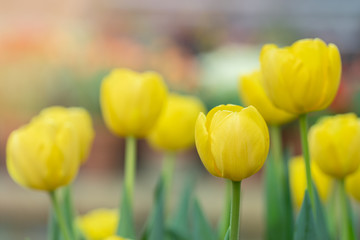 Yellow vivid fresh tulips flowerscape background, selective focus