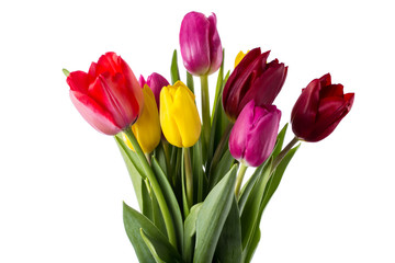 Bouquet of tulips
