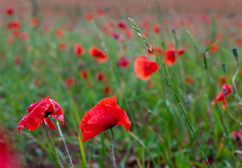Blooming red poppies in wild field