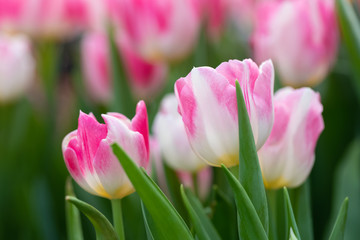 Obraz na płótnie Canvas Colorful vivid fresh tulips flowerscape background, selective focus