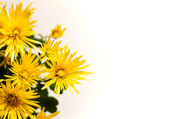 Yellow chrysanthemum or mum flowers in blossom