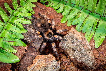Fototapeta na wymiar Colorful hairy tarantula Brachypelma hamorii