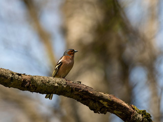 The common chaffinch (Fringilla coelebs).