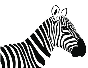 Fototapeta na wymiar zebra isolated on white background