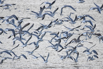  Cluster of seabirds on the shore. Bird migration concept. Birds of the Laridae family rest in...