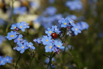 Fleur insecte nature
