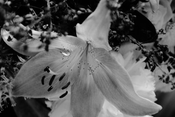 Fleur insecte nature