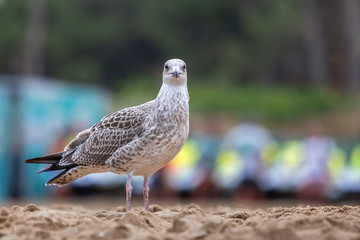 White and gray seagull bird on sand beach shore.