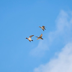 The Eurasian wigeon, also known as widgeon (Mareca penelope). Widgeon (Mareca penelope) in flight during migration. Flock with Wigeon Ducks flying in the sky during migration. 